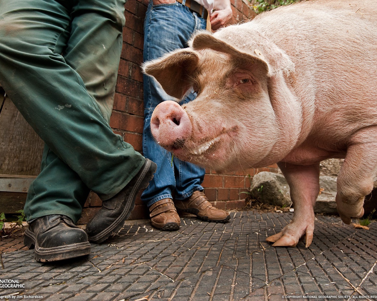 Свинья на улице города