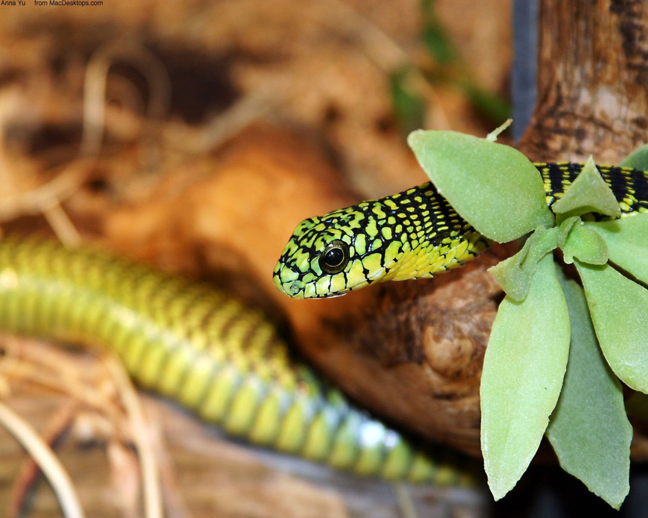 Зеленая змея