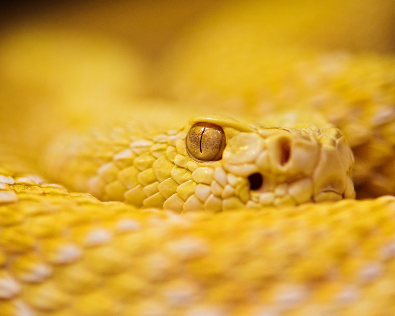 Гремучая змея альбинос