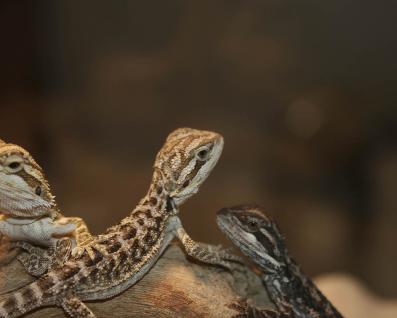 Бородатый дракон