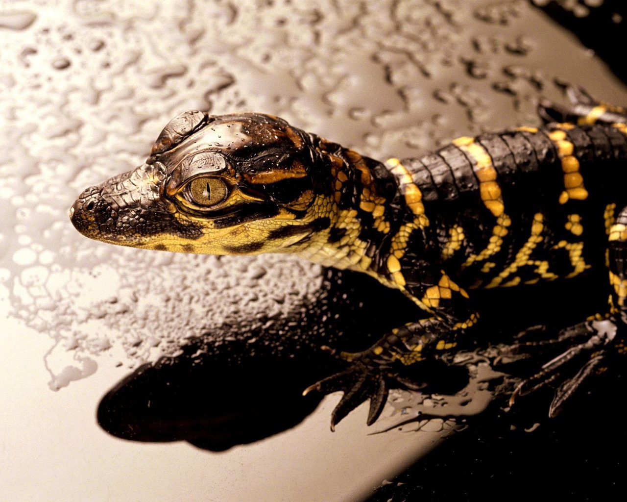 Коричневая ящерица