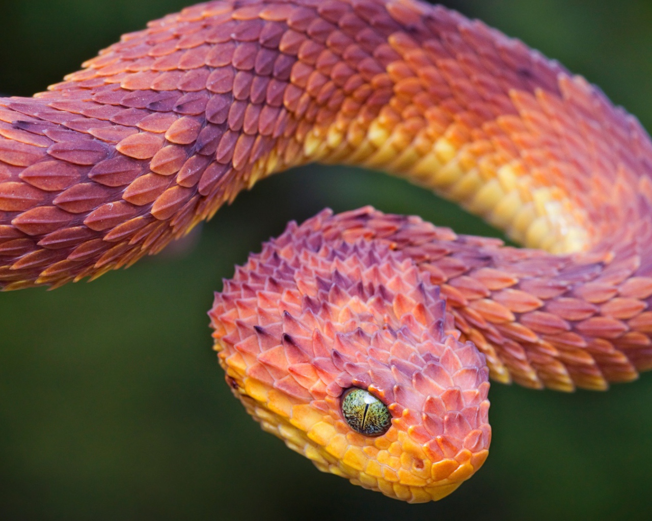 Пустынная гадюка