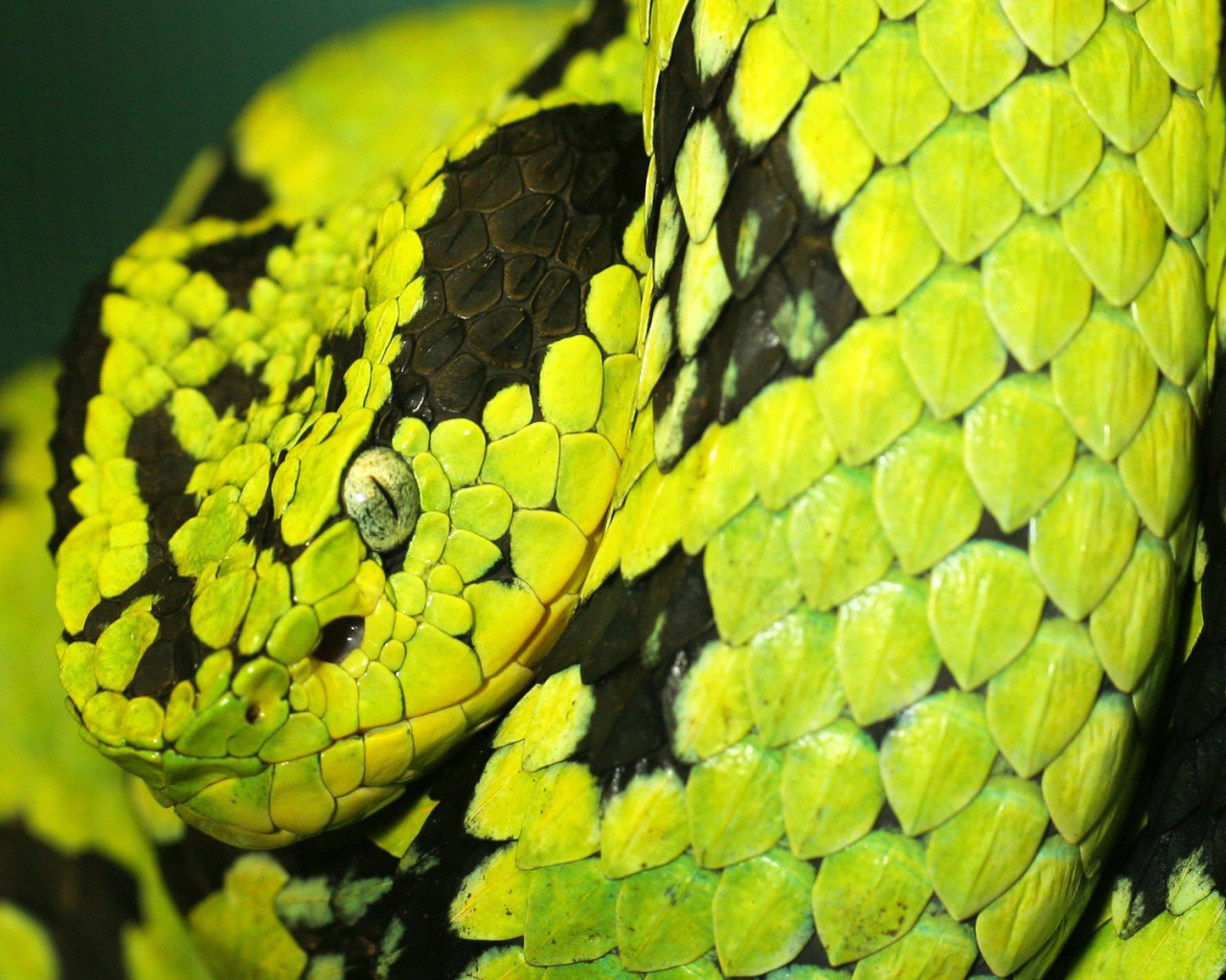 Смертоносная змея