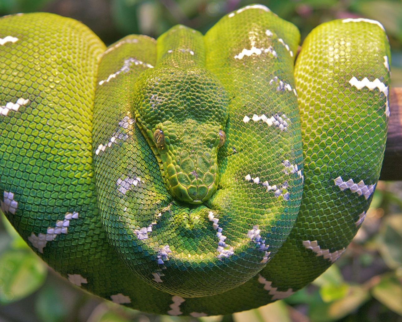 Изумрудная древесная змея