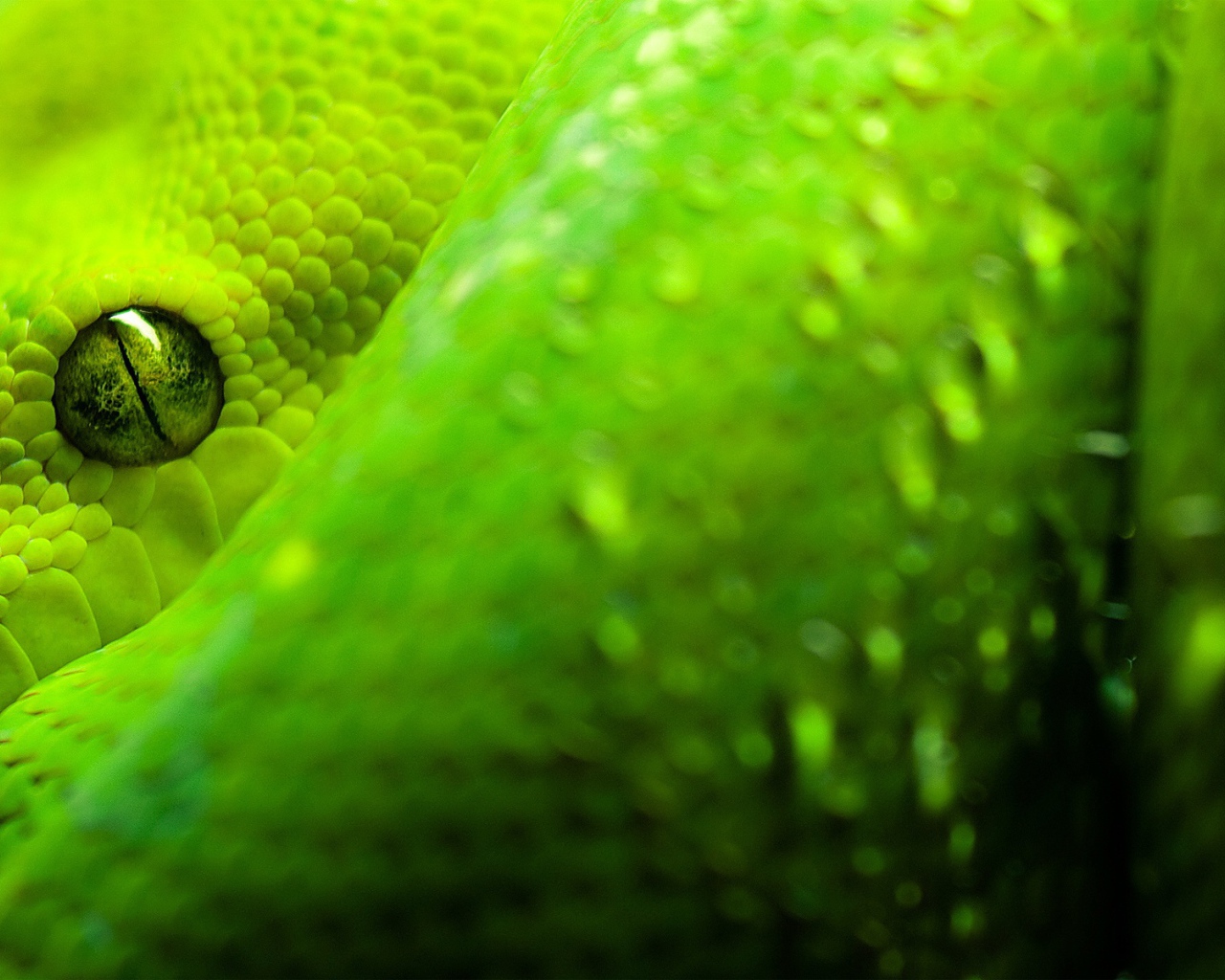 Глаза зеленой змеи