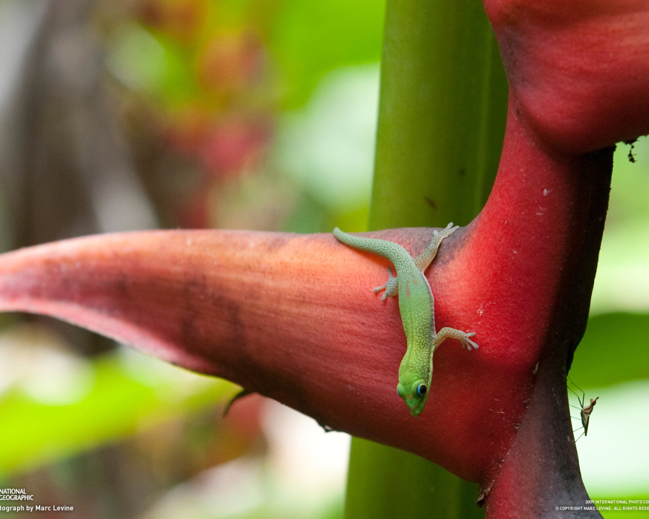 Зеленая ящерица