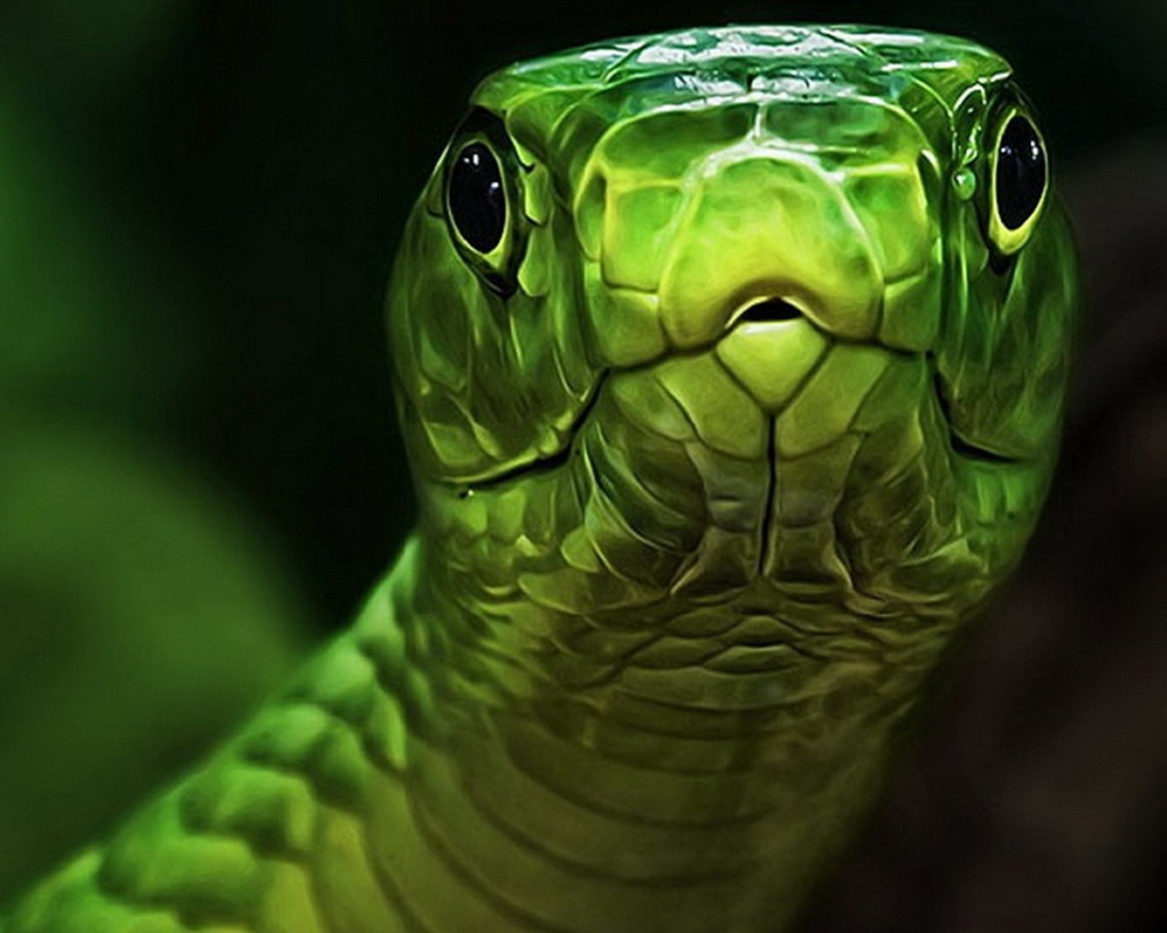 Голова зеленой змеи