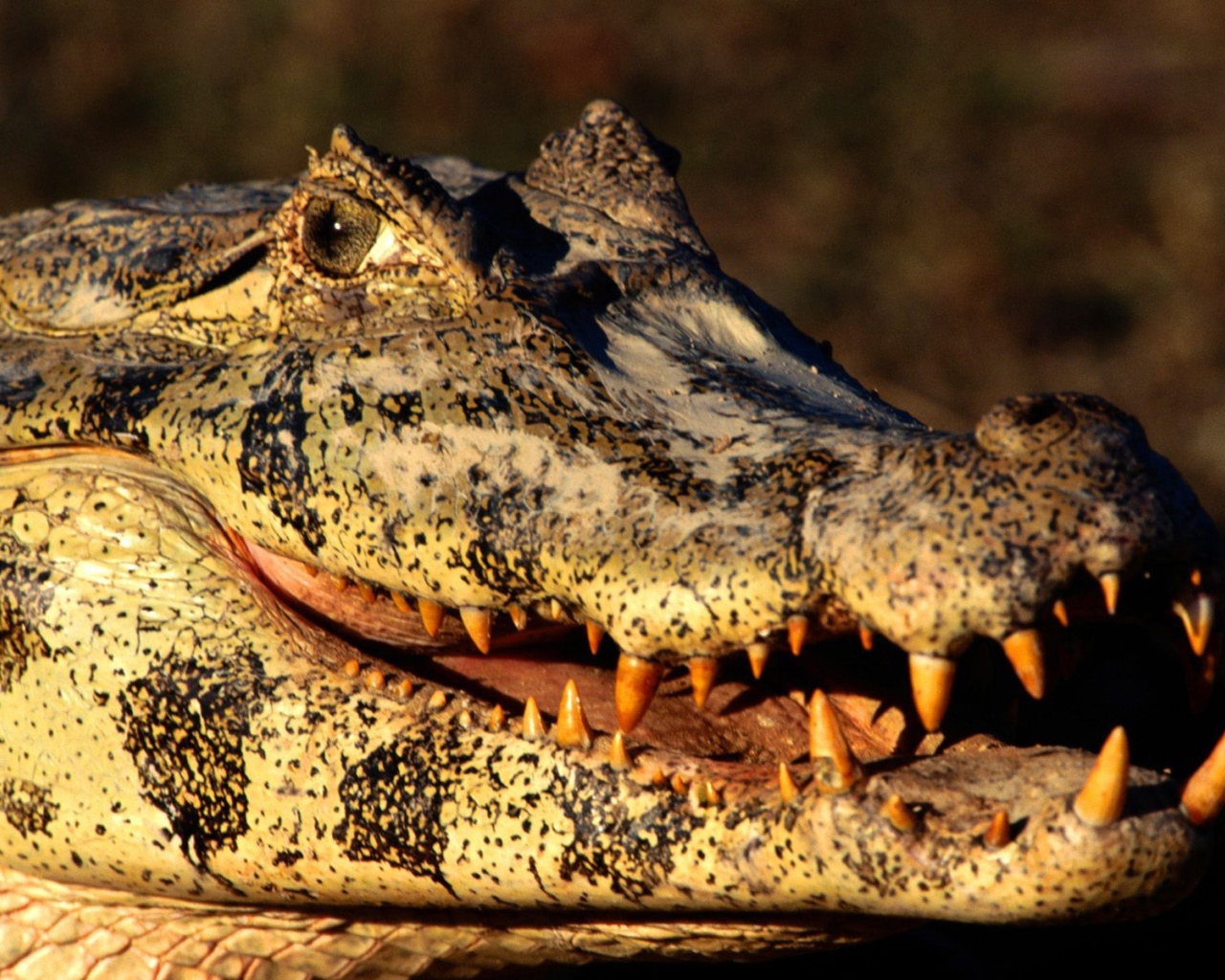 Голова каймана