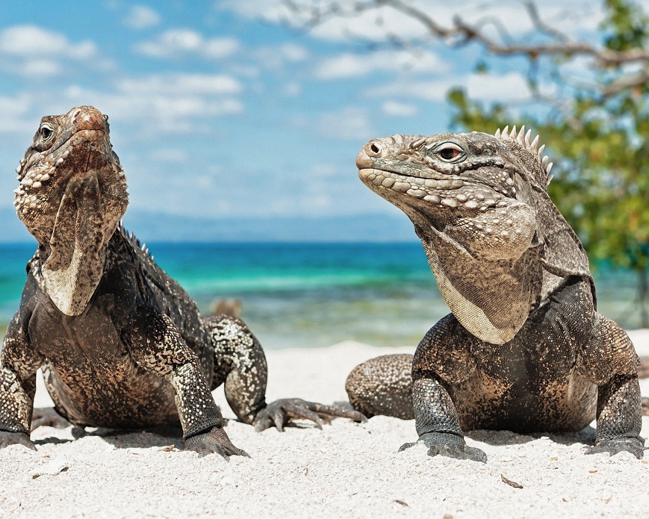 Игуаны на песке