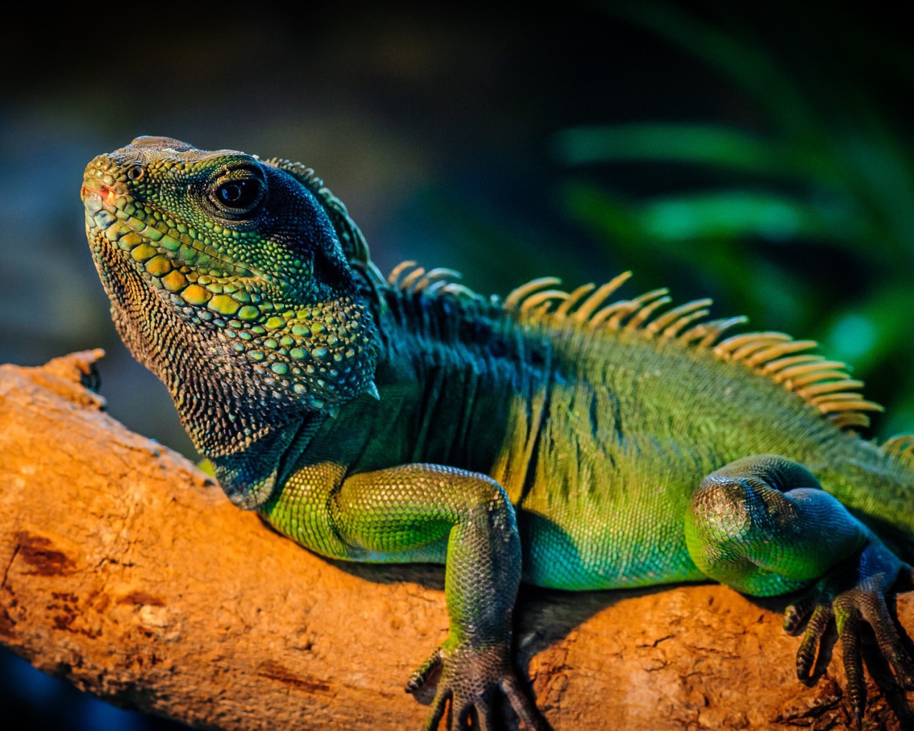 Ящерица Игуана