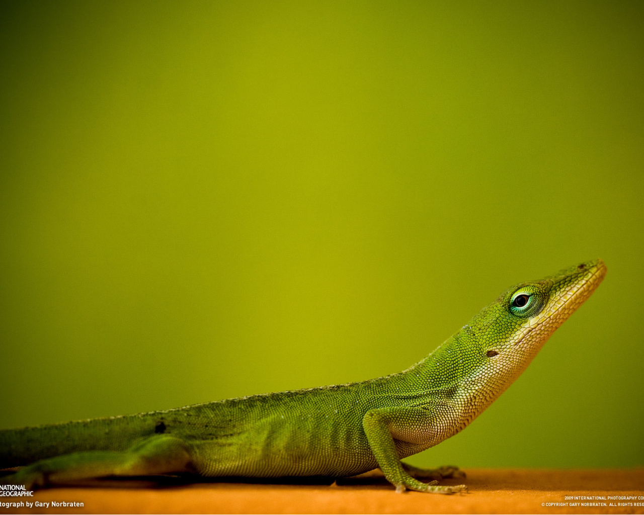 Ящерица на зеленом фоне