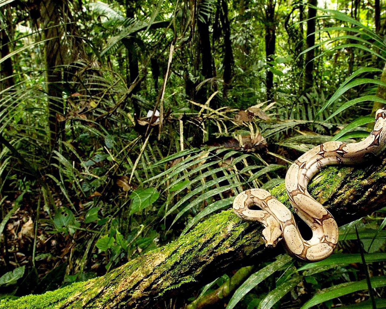Питон ползет по дереву