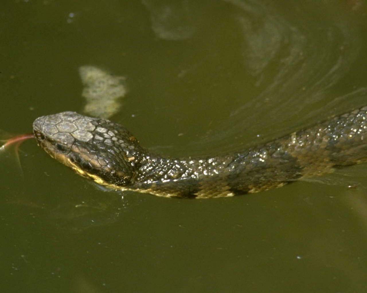 Змея плывет по воде