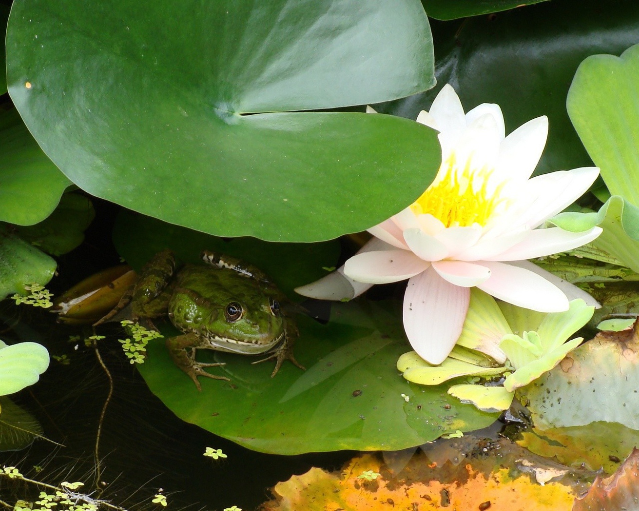 Лягушка сидит у лилии