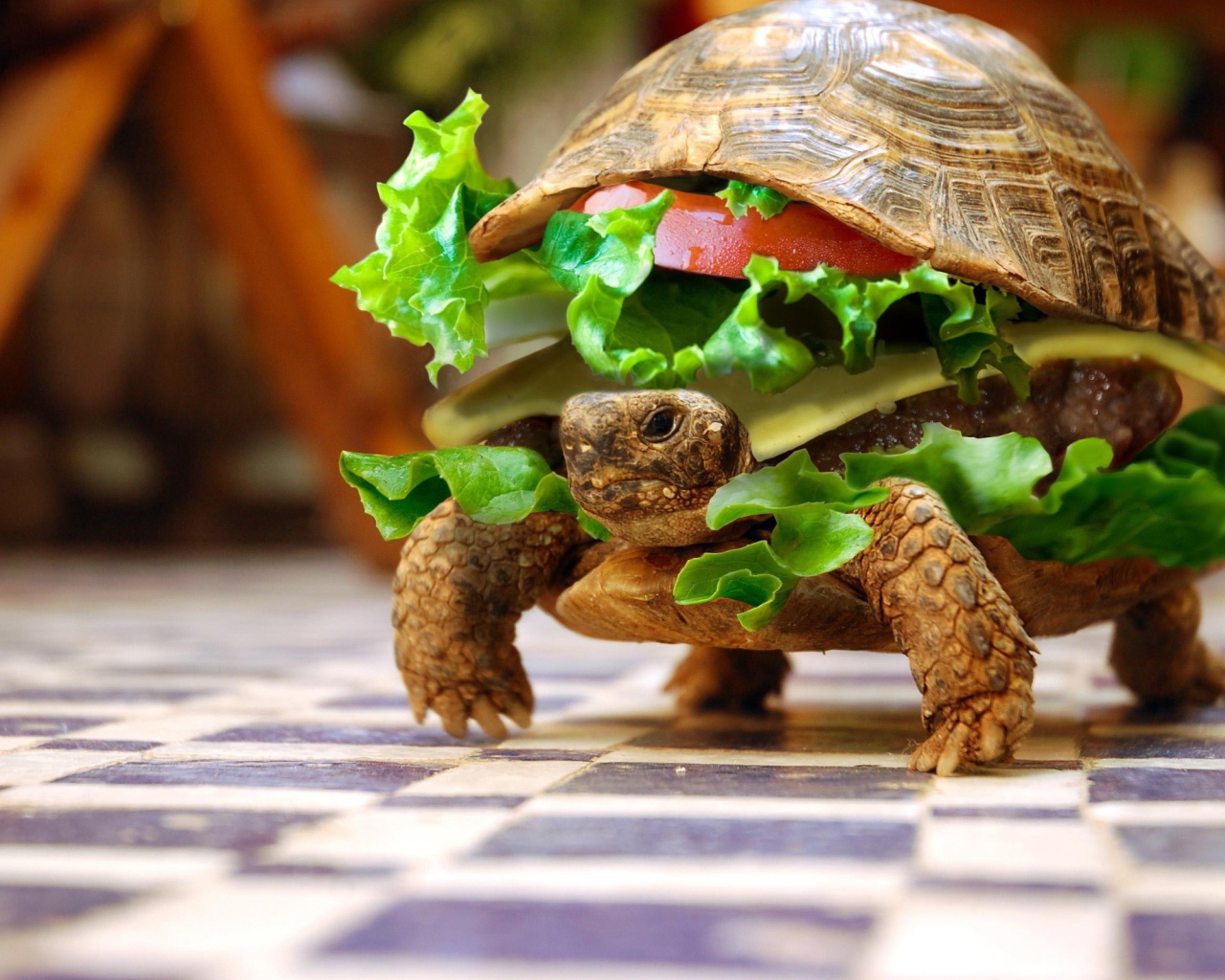 Черепаха чизбургер