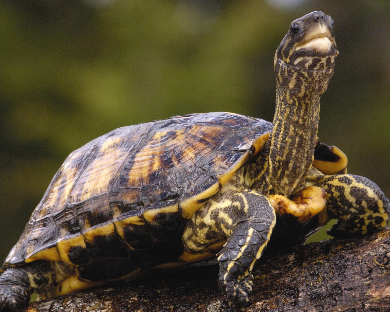 Черепаха с длинной шеей