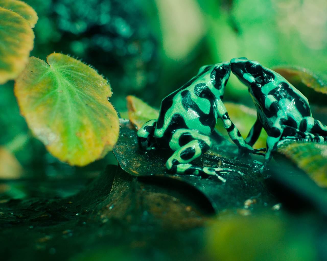 Две пятнистые лягушки