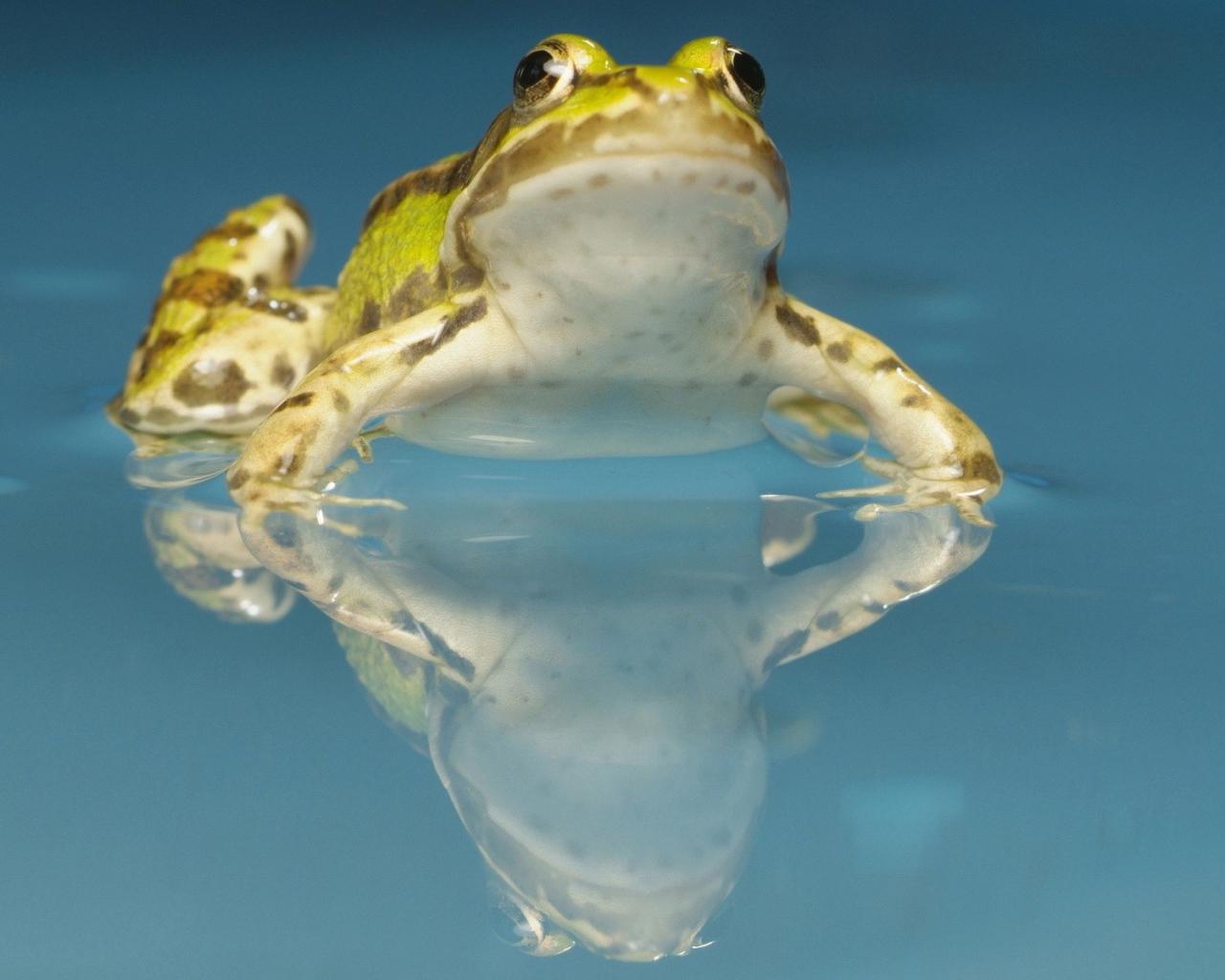 Желтая лягушка в воде