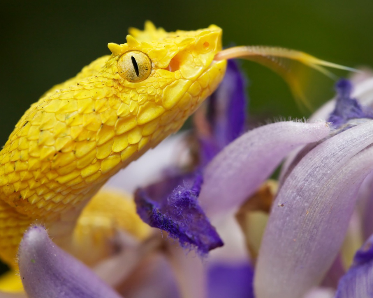 Желтая змея