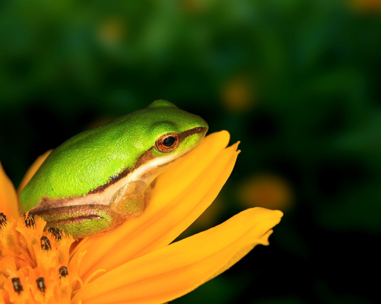 Лягушка на желтом цветке