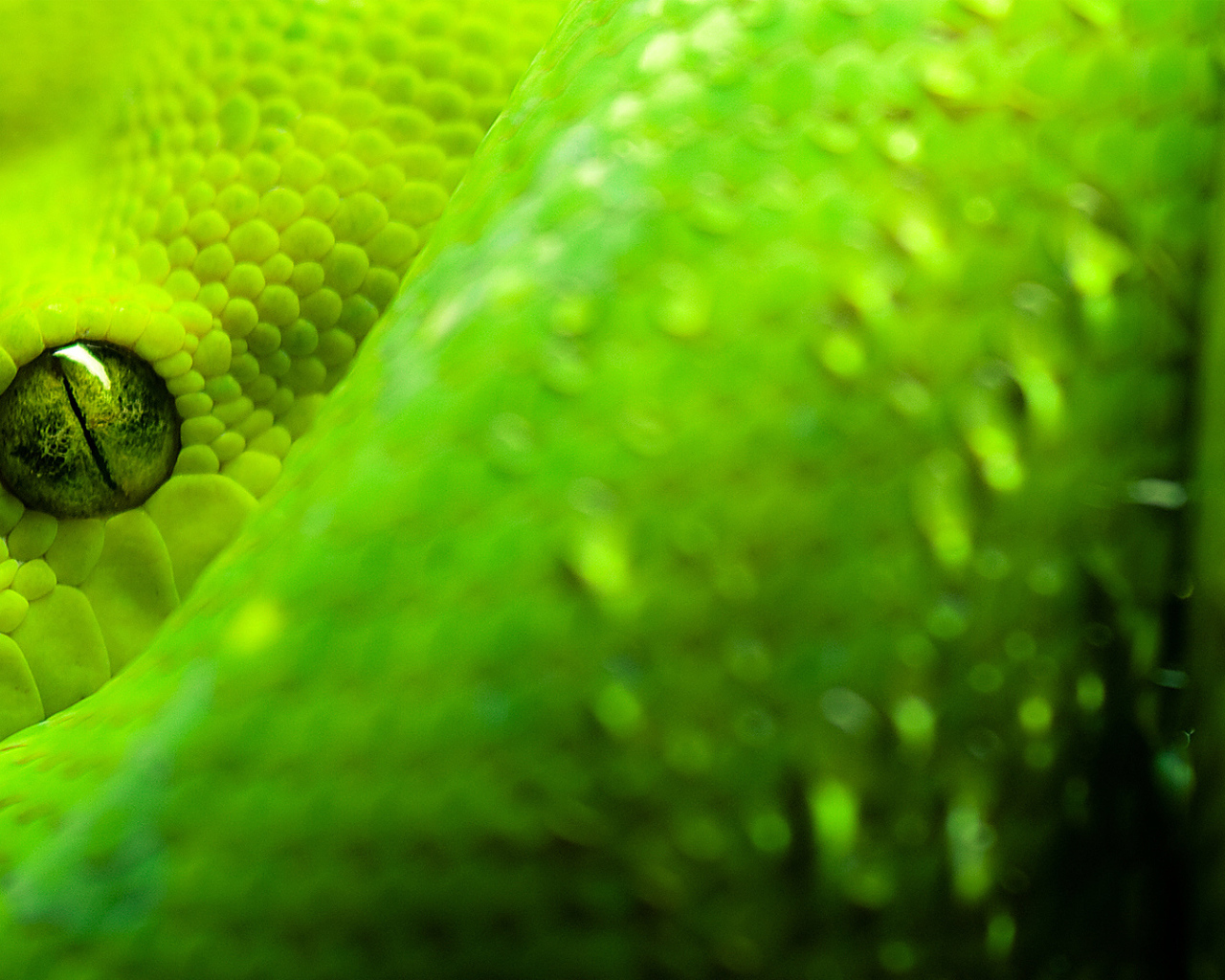 Закрытый глаз питона