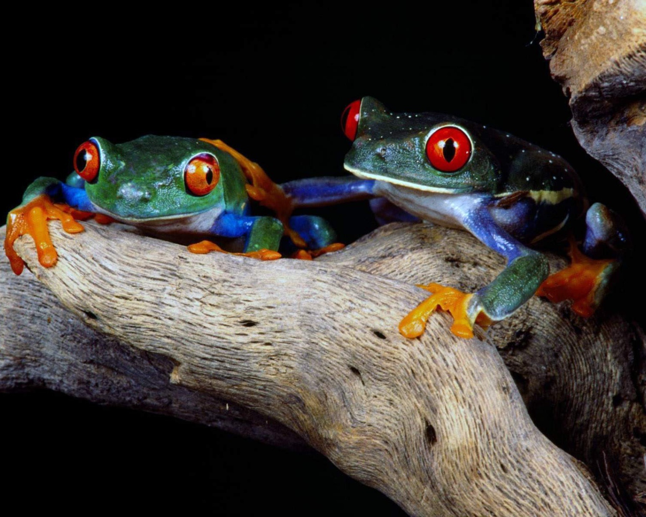 Разноцветные лягушки с красными глазами