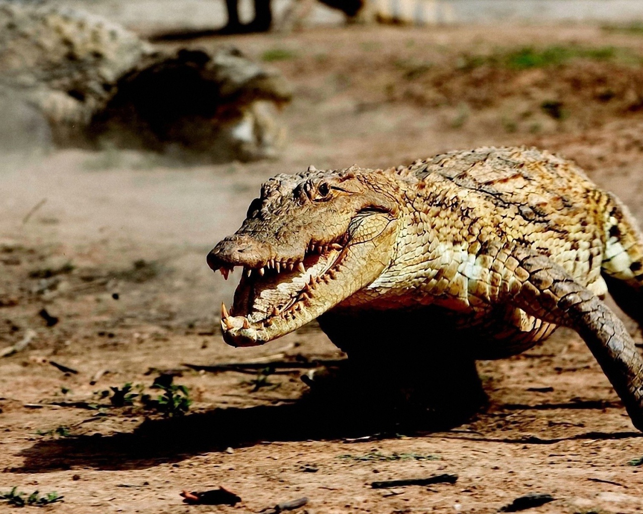 Крокодил бежит по земле
