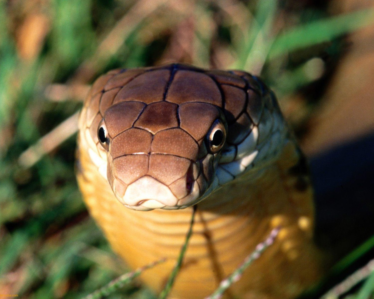 Взгляд кобры