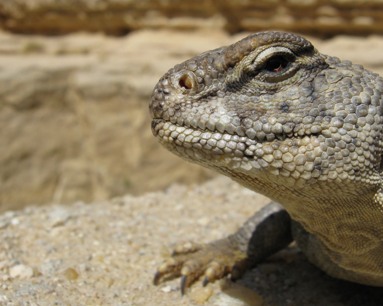 Взгляд ящерицы