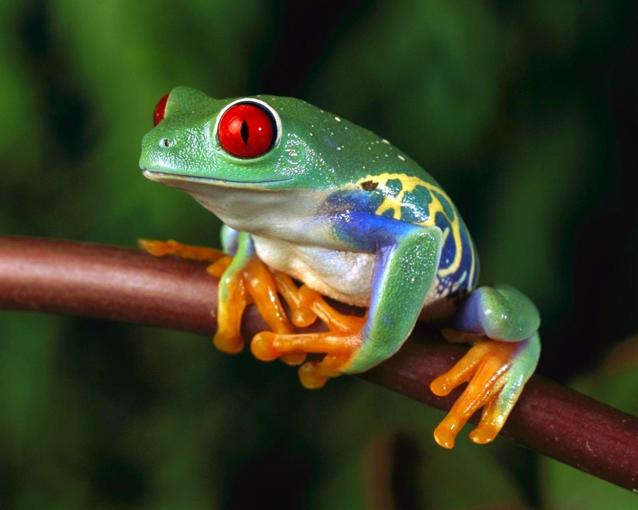 Разноцветная лягушка