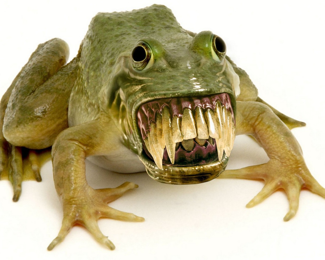 Зубастая лягушка