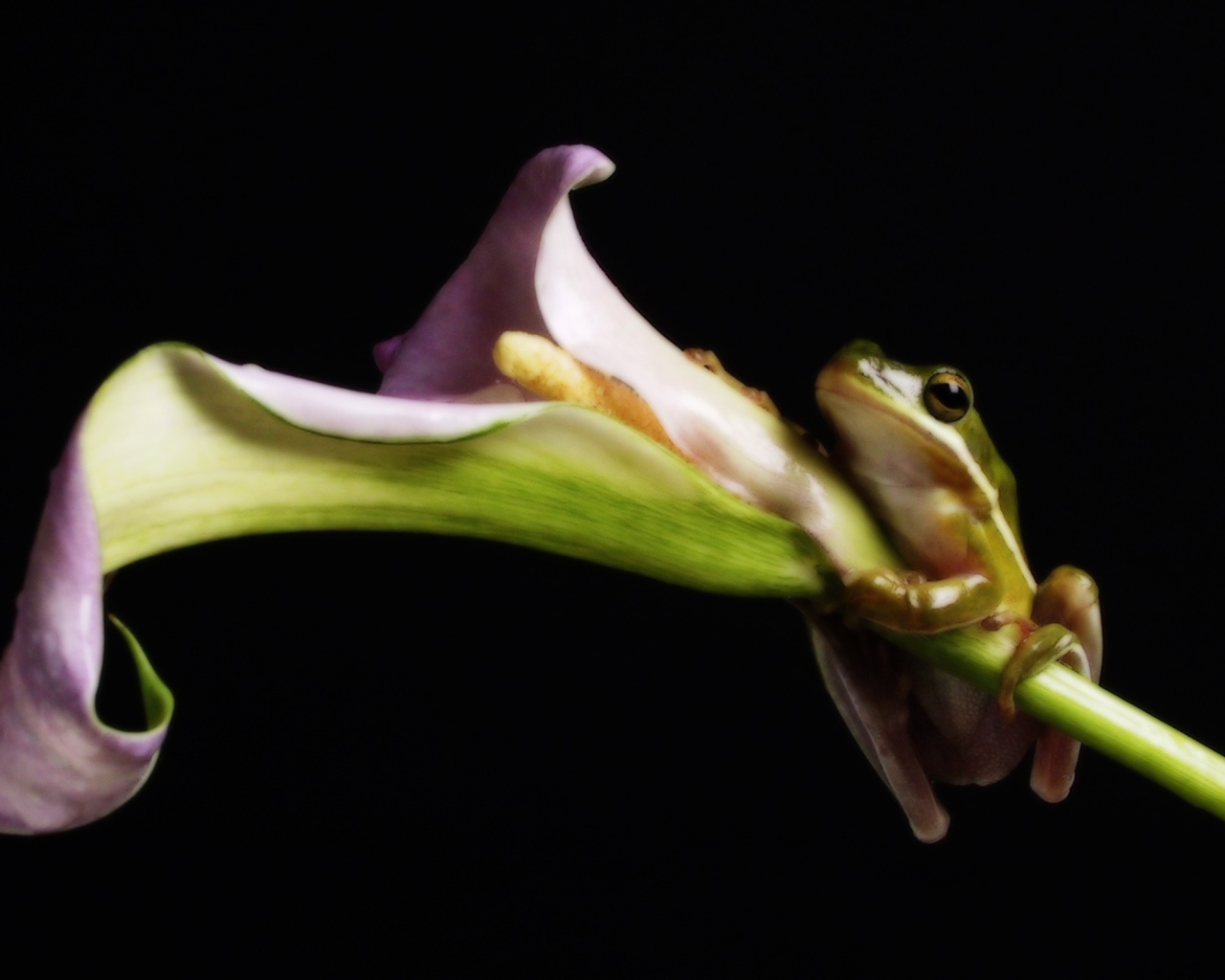 Лягушка на цветке