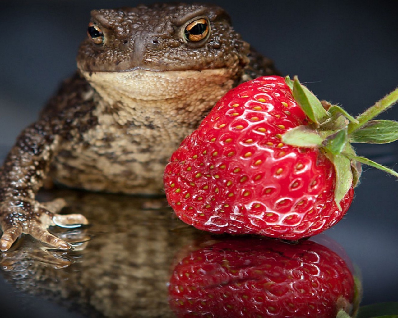 Лягушка с клубникой
