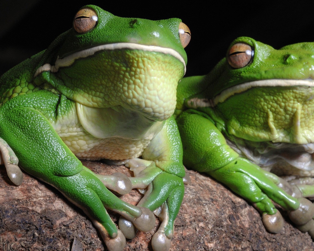Зеленые лягушки
