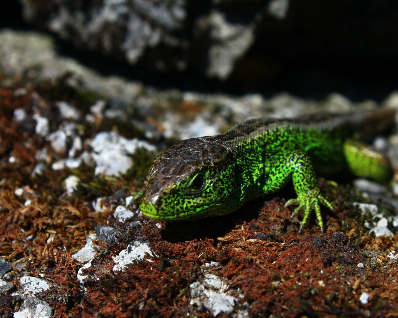 Зеленая ящерица