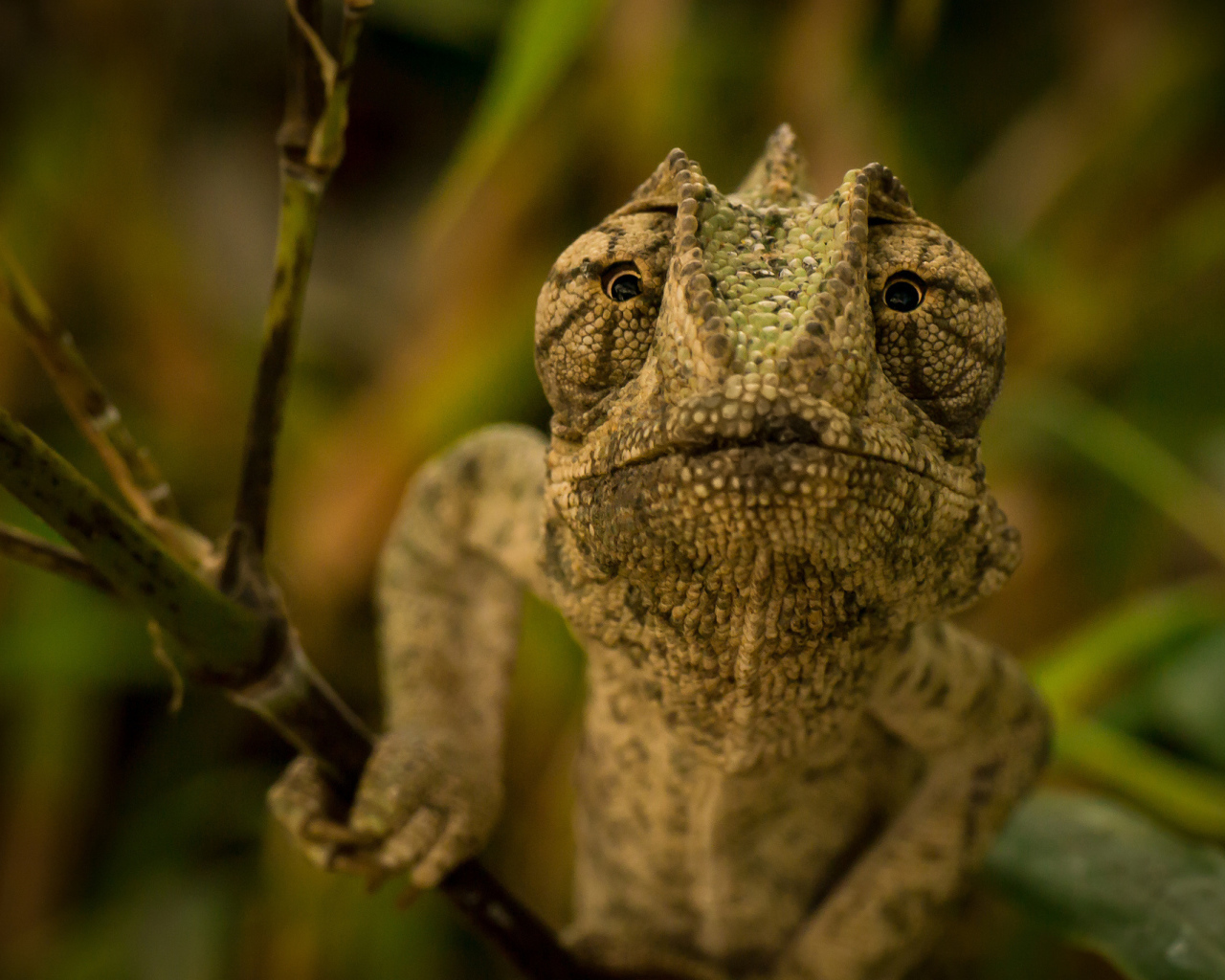 Ящерица хамелеон