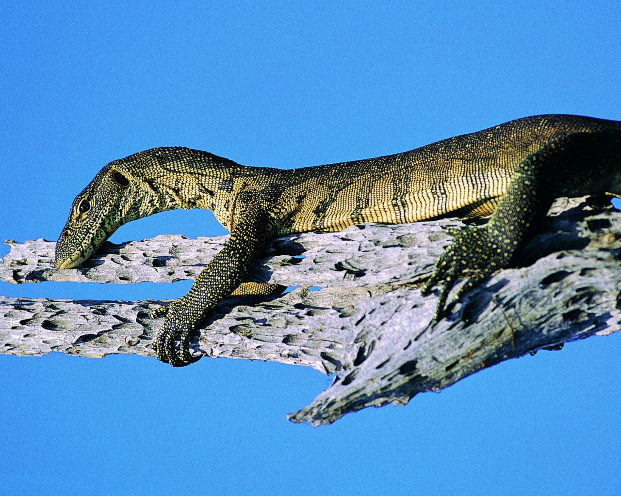 Ящерица на синем фоне