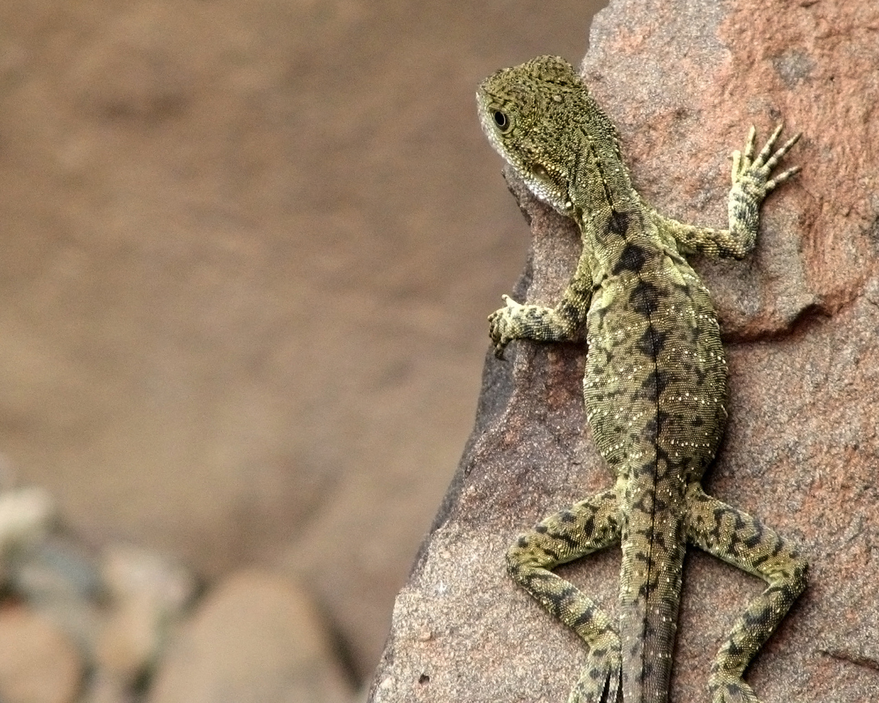 Ящерица на скале