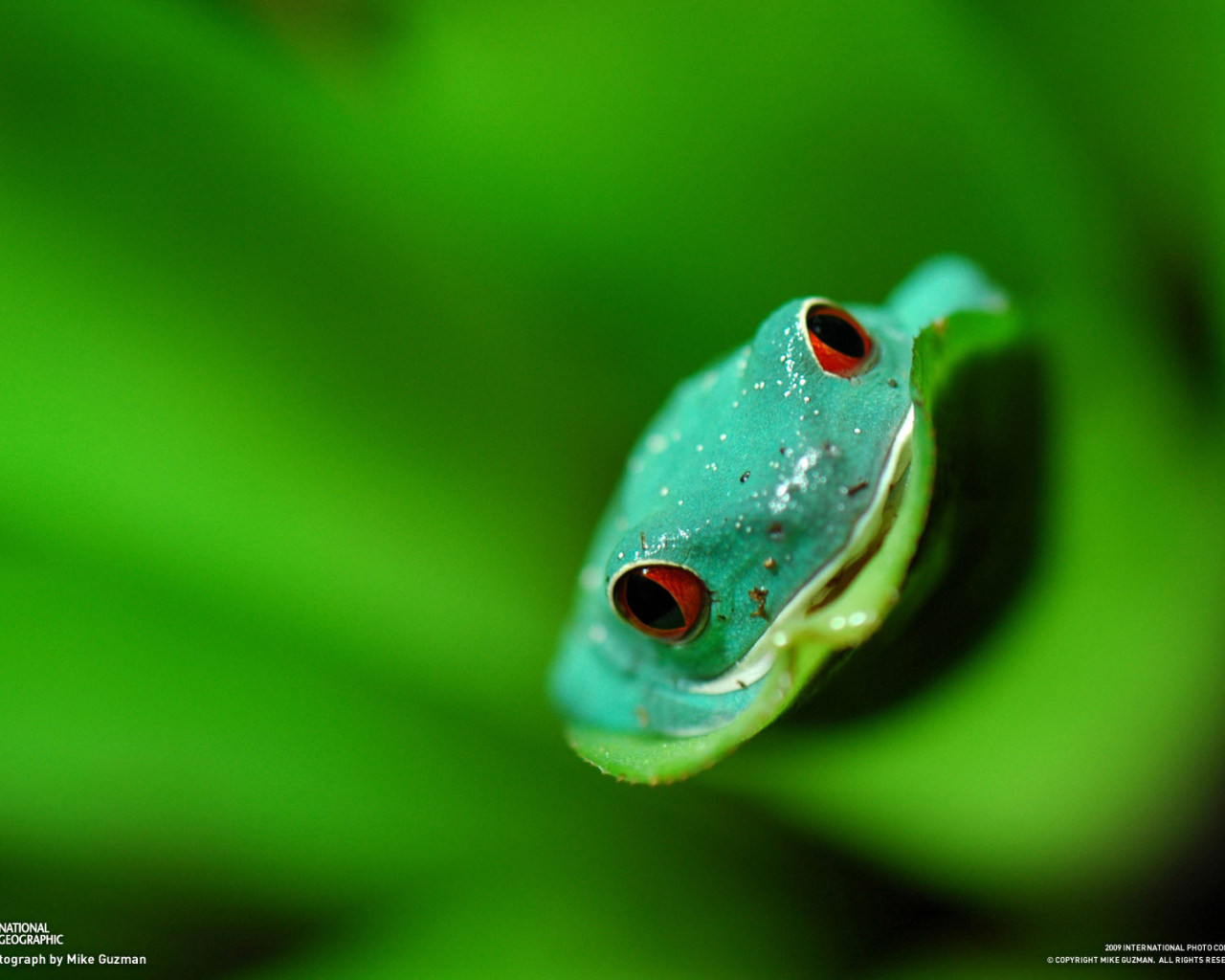 Морда лягушки