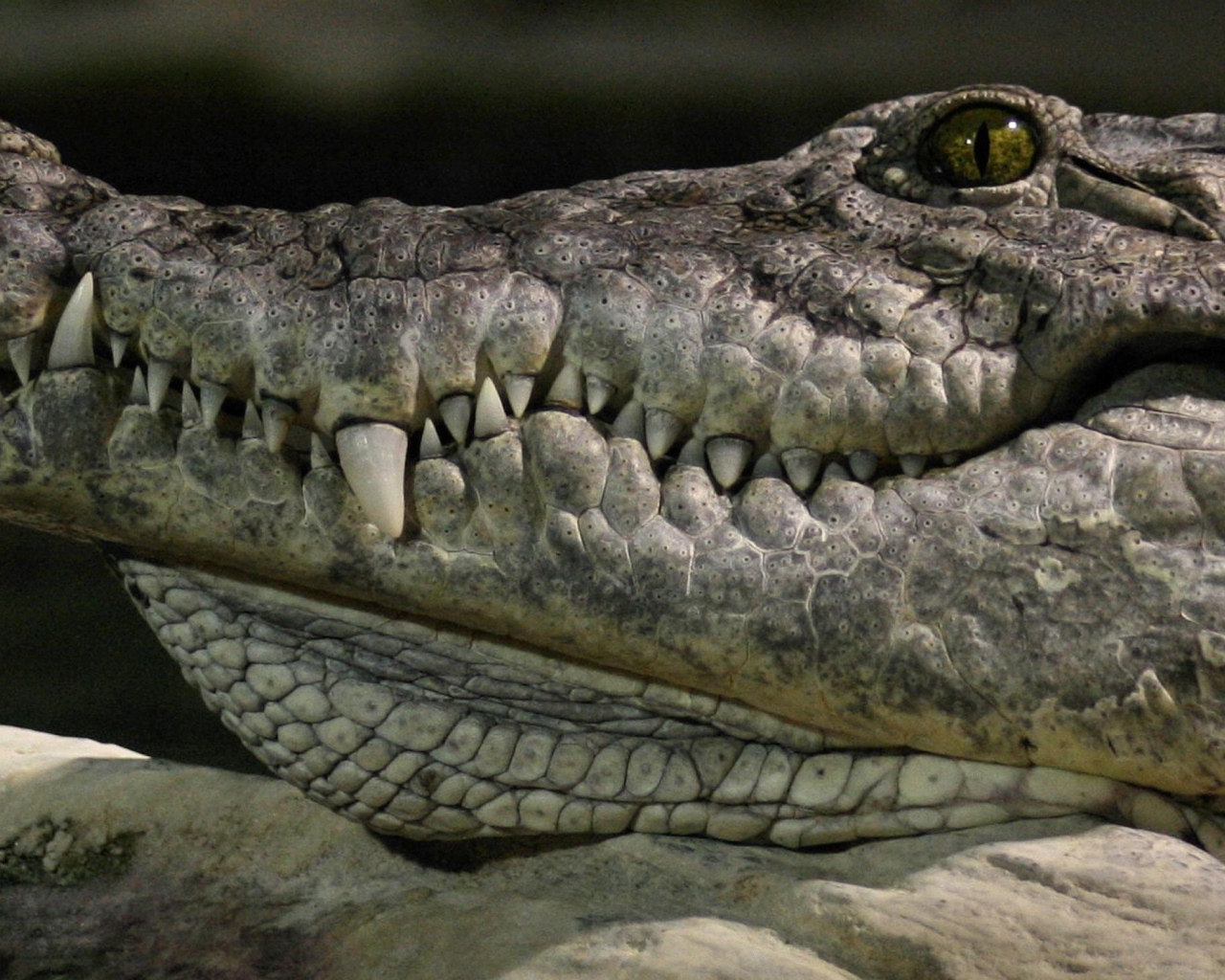 Голова крокодила