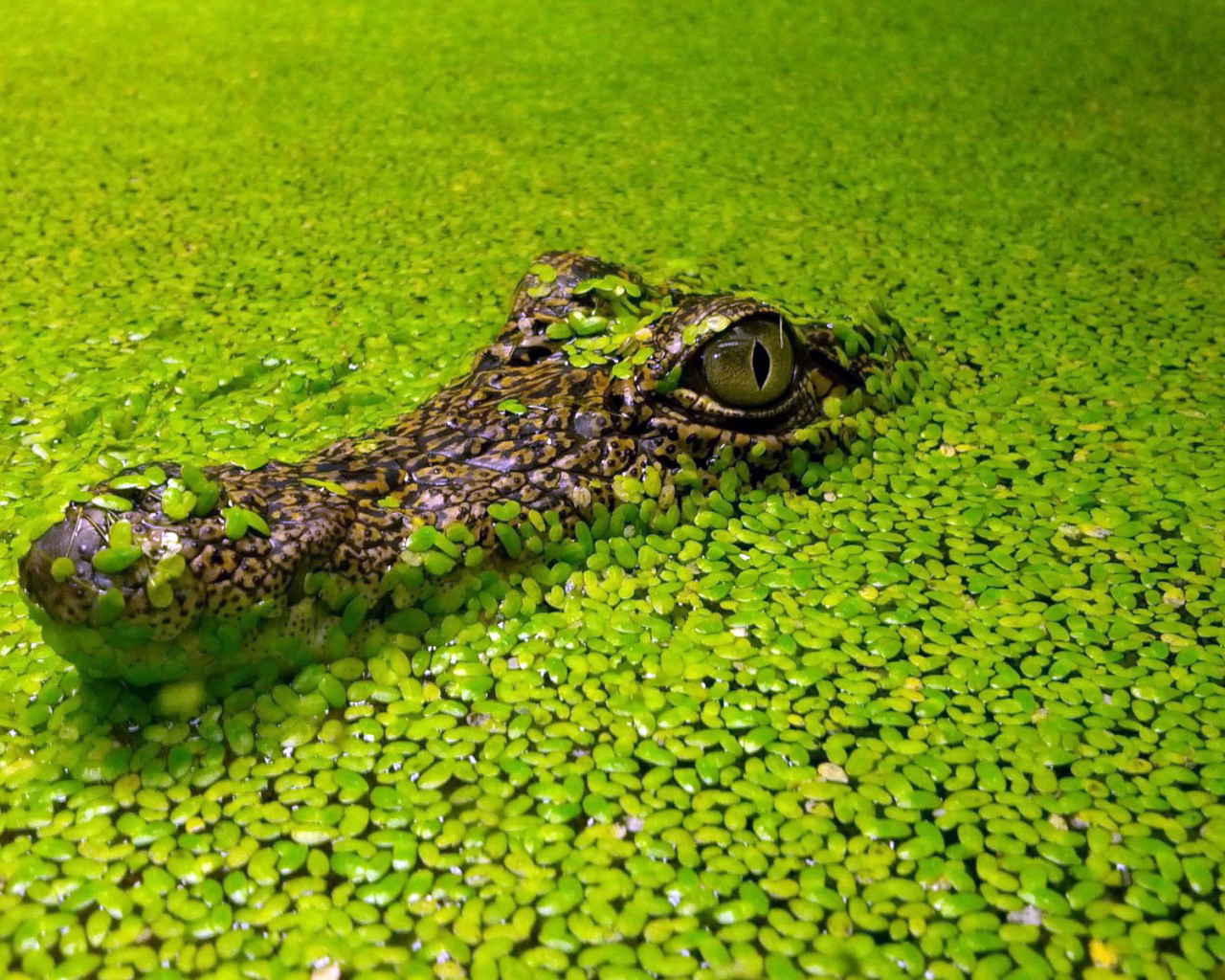 Голова крокодила