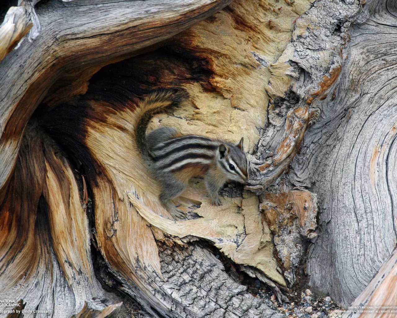 Бурундук на дереве