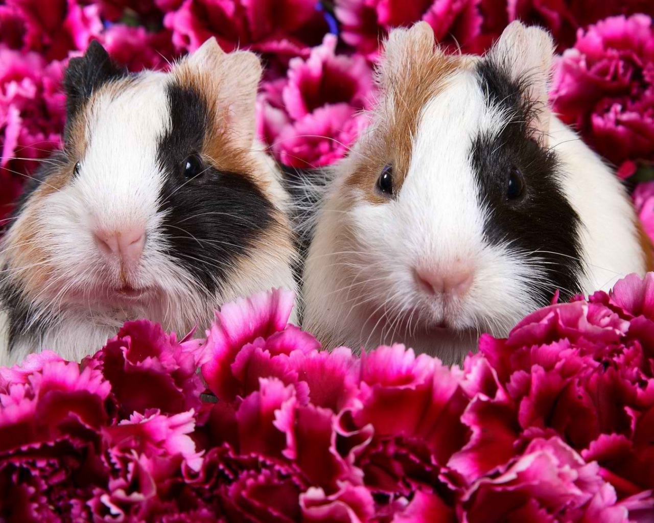 Морские свинки в цветах