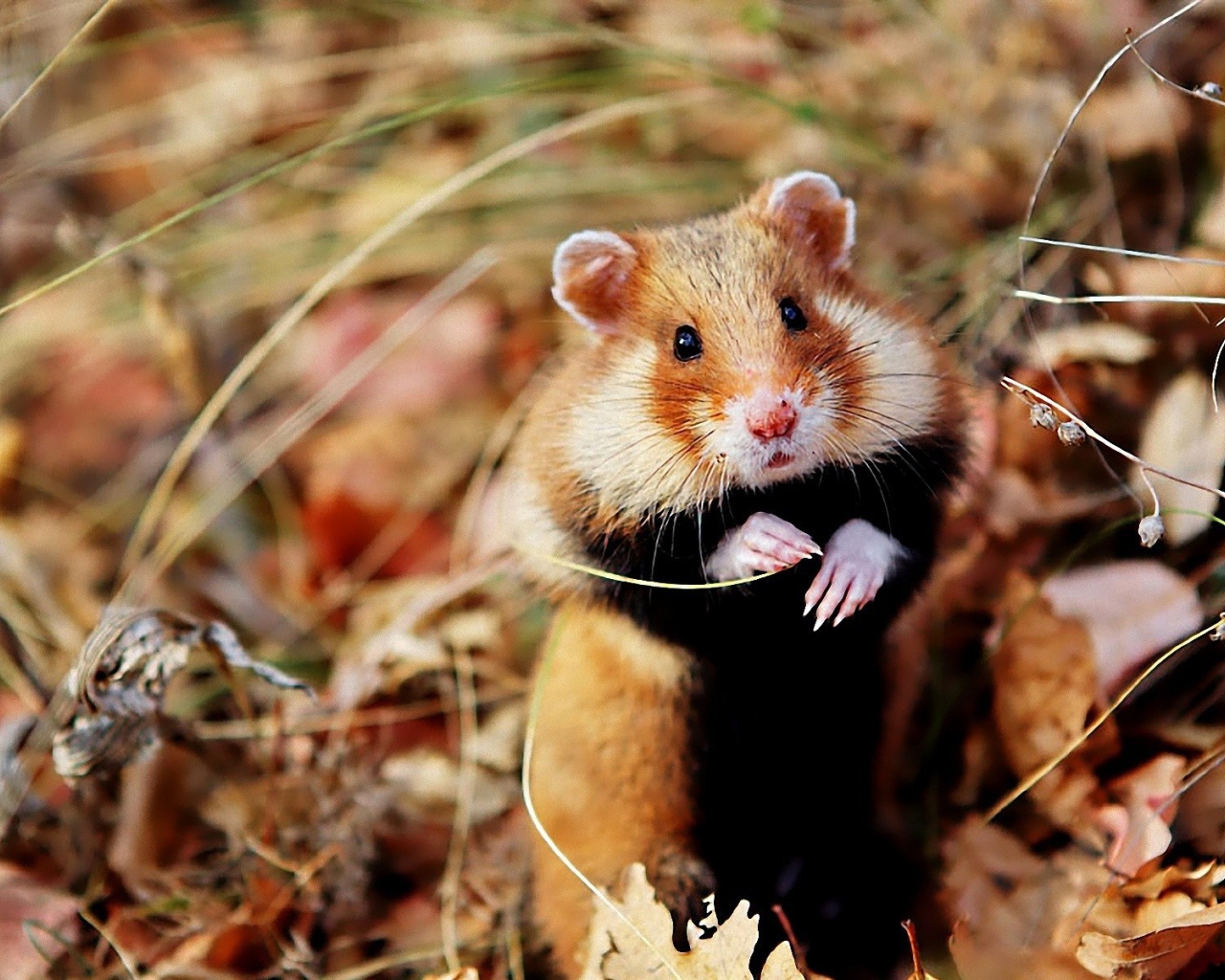 Хомяк сидит в траве