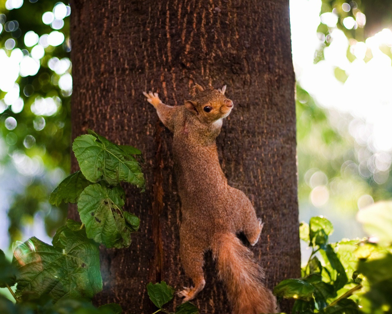 Белка лезет на дерево