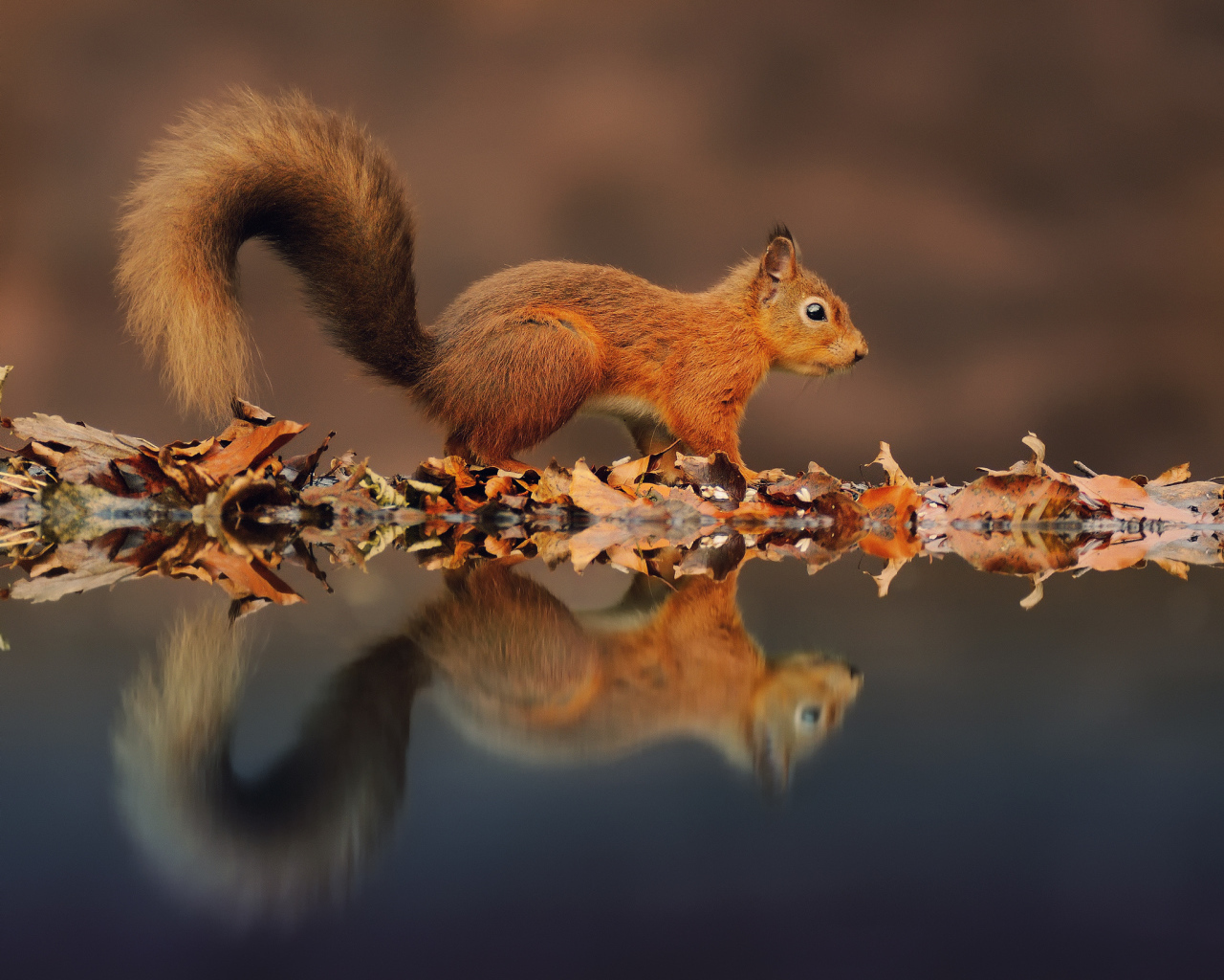 Squirrel and its reflection