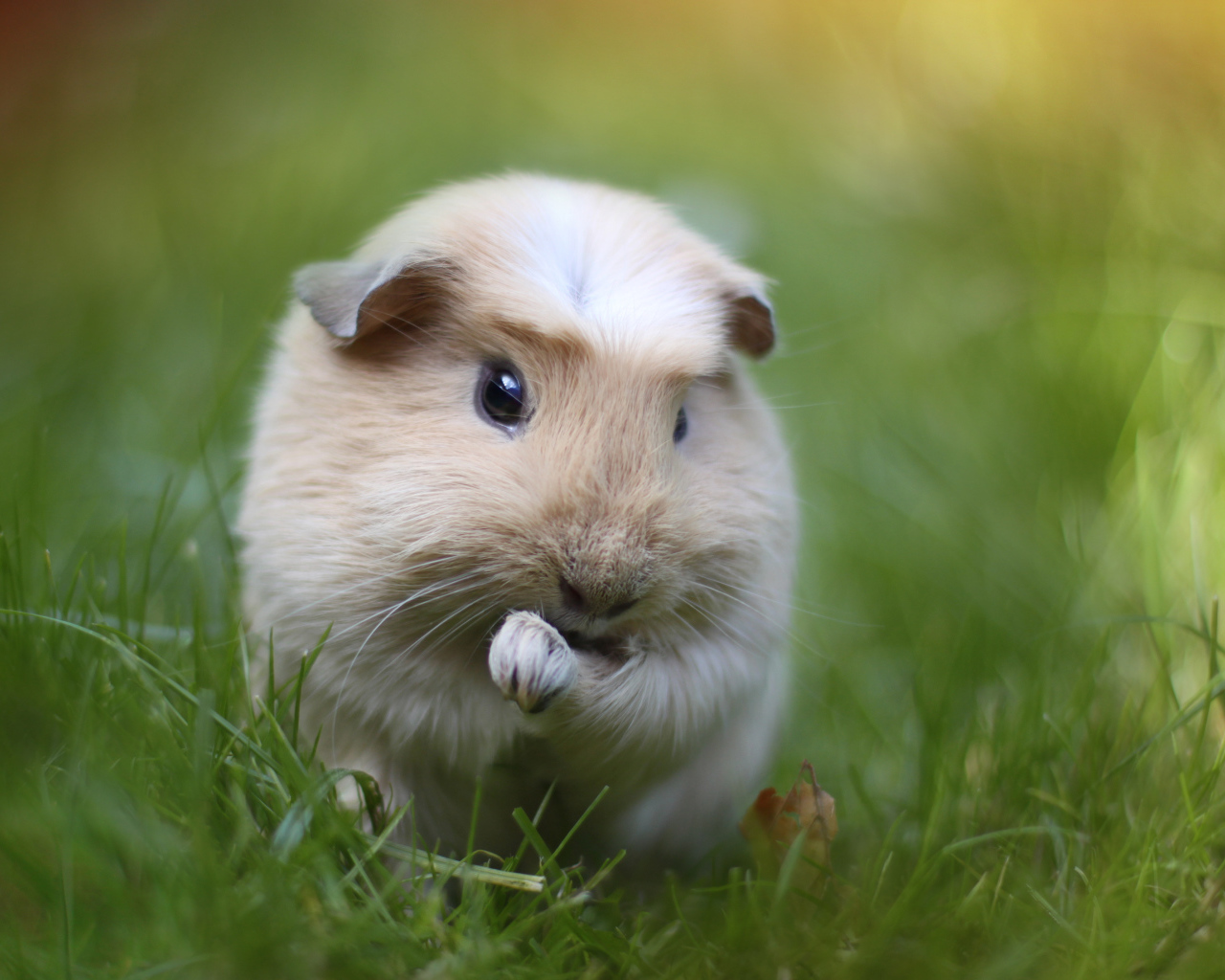 Морская свинка на траве