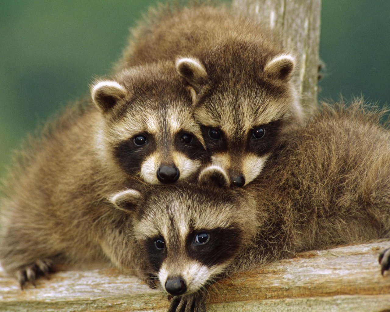 Three little raccoon