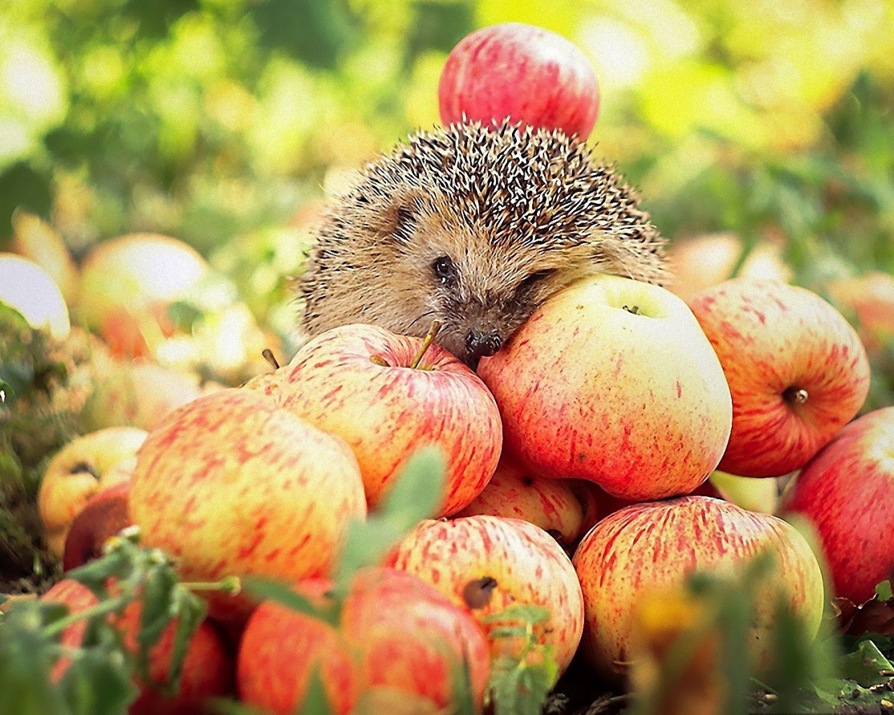 	   Hedgehog on apples