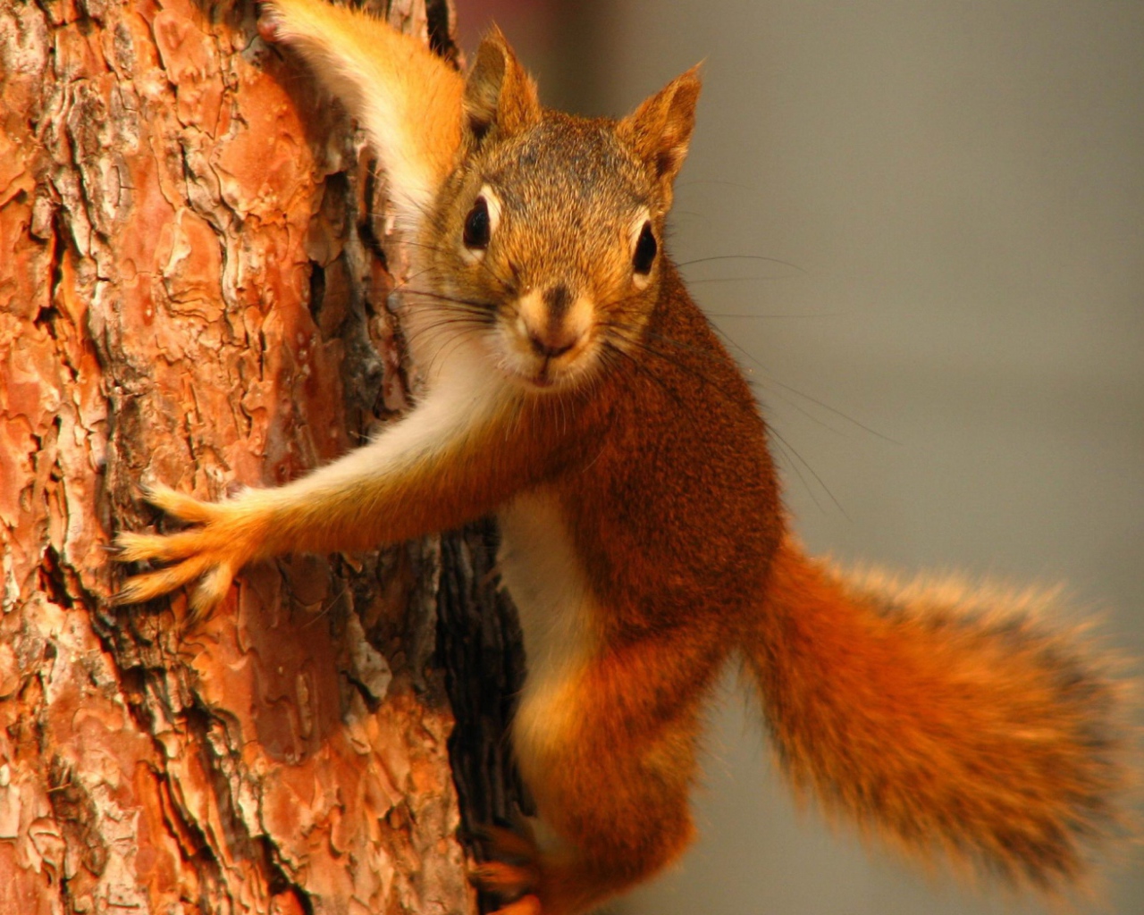 Рыжая белка на дереве